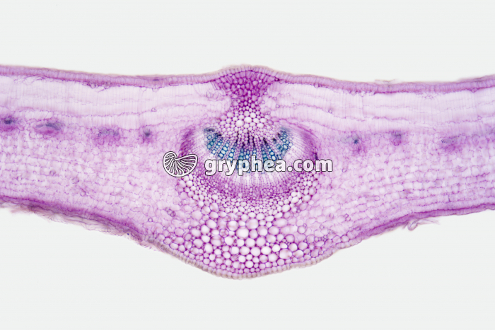 Feuille d'Olivier CT x25 - gryphea.org